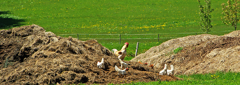 Hühner / Hotzenwald Online
