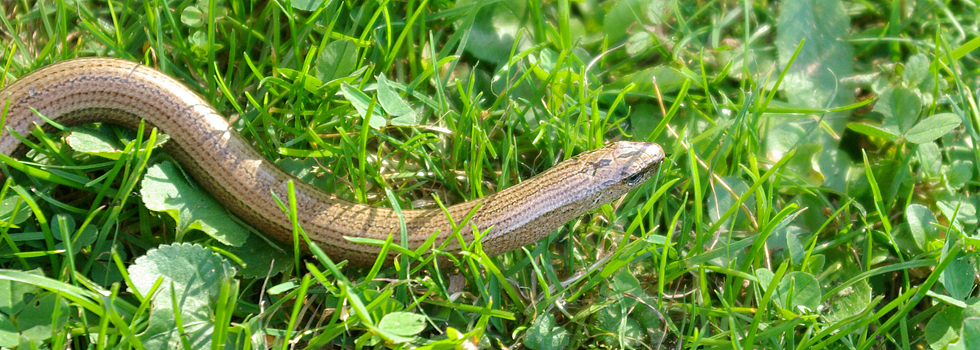 Blindschleiche / Hotzenwald Online
