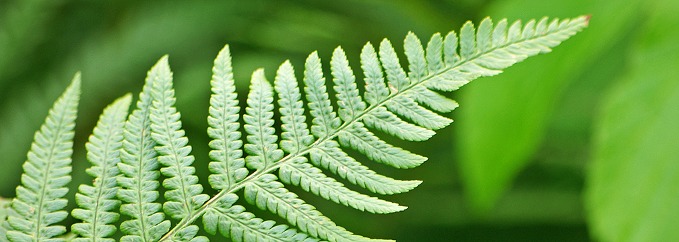 Farn / Hotzenwald Online