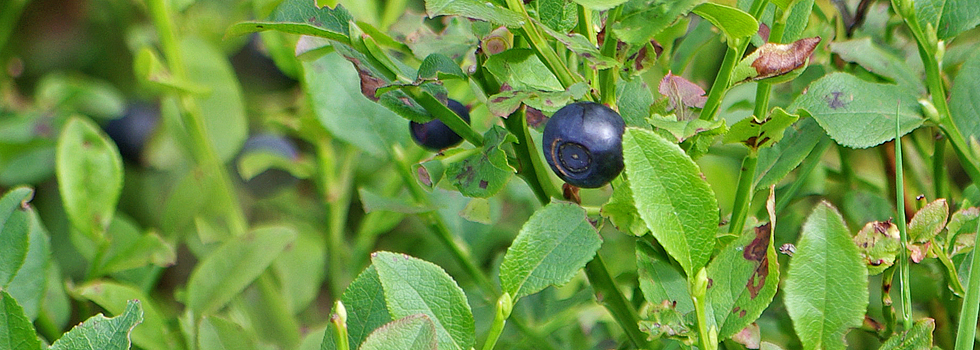 Heidelbeere / Hotzenwald Online