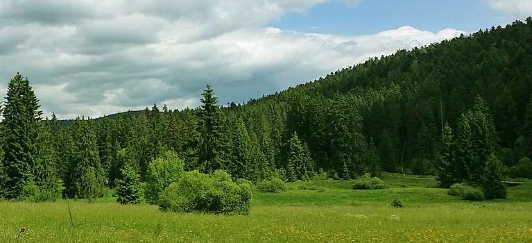 7-Moore-Weg / Hotzenwald Online